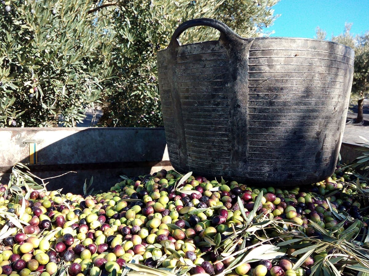 Freshly picked olives spread across a trailer beside a harvesting basket, olive trees behind, near Santaella in Córdoba.